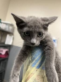 SHAMU -  Domestic Short Hair Cat for Adoption in Las Vegas, Nevada - SHAMU | PetCurious