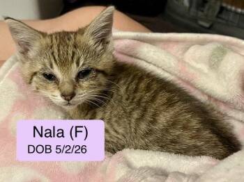 Nala -  Domestic Short Hair and Tabby Cat for Adoption in Vacaville, California - Nala | PetCurious
