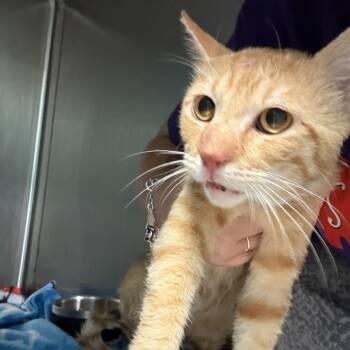 Hobbes -  Domestic Short Hair Cat for Adoption in Lake Jackson, Texas - Hobbes | PetCurious