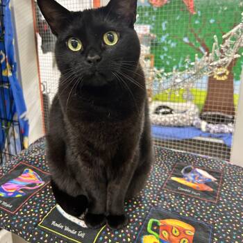 Rescue Tabby Cats for Adoption in Maple Ridge, British Columbia - Elvira (Bonded With Gracie) | PetCurious