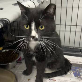 Domestic Short Hair Cats Available for Adoption in Buffalo, New York - King Charles | PetCurious