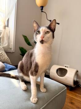 Domestic Short Hair Cats Available for Adoption - Firn | PetCurious