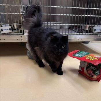 Spook C12954 -  Domestic Long Hair Cat for Adoption - Spook C12954 | PetCurious