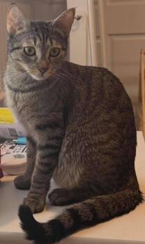 Rescue Tabby Cats for Adoption in Woodmere, New York - Rezzie | PetCurious