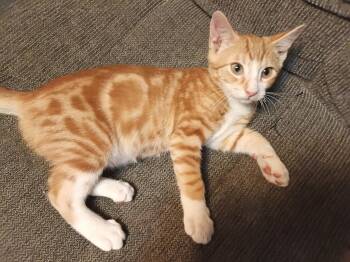 CLANCY -  Tabby Cat for Adoption in San Antonio, Texas - CLANCY | PetCurious