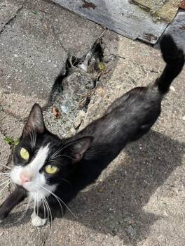 Rescue Domestic Short Hair Cats for Adoption in Levittown, Pennsylvania - Sabrina (FIV+) | PetCurious