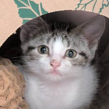 Tutu -  Domestic Short Hair Cat for Adoption in Baltimore, Maryland - Tutu | PetCurious