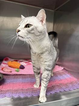 British Shorthair Cats Available for Adoption in Clarksville, Tennessee - Wallace MCACC | PetCurious