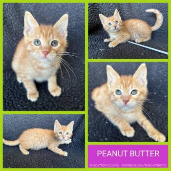 Peanut Butter -  Domestic Short Hair Cat for Adoption in Corpus Christi, Texas - Peanut Butter | PetCurious