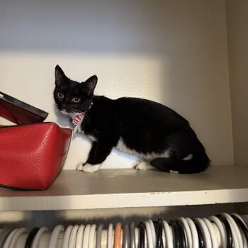 Rescue Tuxedo Cats for Adoption in Fresno, California - Trixxie | PetCurious