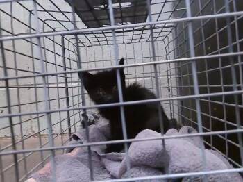 STEPHANIE -  Domestic Short Hair Cat for Adoption in Tulsa, Oklahoma - STEPHANIE | PetCurious