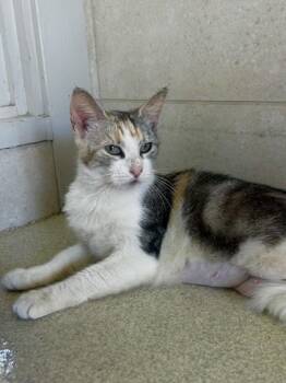 Sweetie -  Domestic Short Hair Cat for Adoption in Honolulu, Hawaii - Sweetie | PetCurious