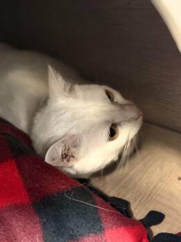 Domestic Short Hair Cats Available for Adoption in Algona, Iowa - POSSUM | PetCurious