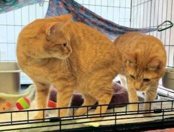 Domestic Short Hair Cats Available for Adoption - Junior (Baubles) | PetCurious