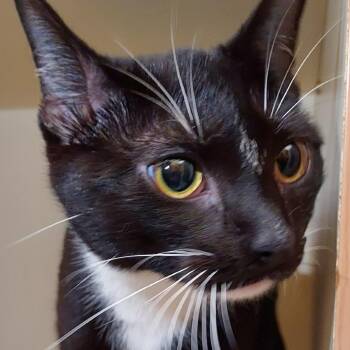 Domestic Short Hair Cats Available for Adoption in Dayton, Ohio - Octopus | PetCurious