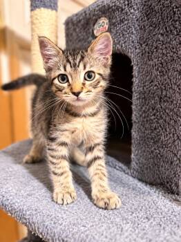 Mickey -  Domestic Short Hair and Tabby Cat for Adoption in Napa, California - Mickey | PetCurious