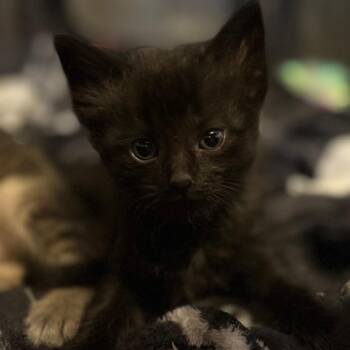 Wybie -  Domestic Long Hair Cat for Adoption in San Pablo, California - Wybie | PetCurious