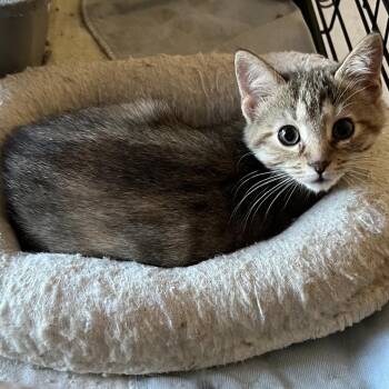 Olive -  Domestic Medium Hair Cat for Adoption in Parkersburg, West Virginia - Olive | PetCurious