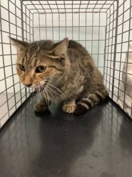 Rescue Domestic Short Hair Cats for Adoption in Largo, Florida - 59744581 | PetCurious