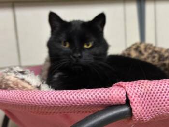 Rescue Domestic Short Hair Cats for Adoption - Gem | PetCurious