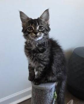 Rescue Domestic Medium Hair Cats for Adoption in Rossville, Tennessee - Kona | PetCurious