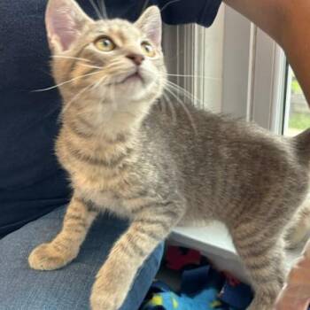Oogie Boogie -  Domestic Short Hair Cat for Adoption in South Elgin, Illinois - Oogie Boogie | PetCurious