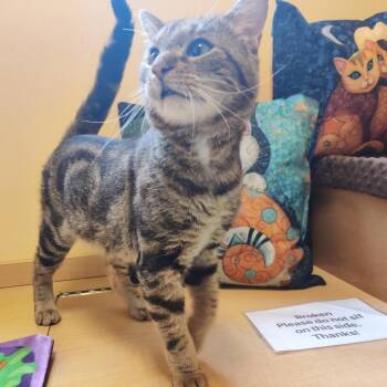 Domestic Short Hair Cats Available for Adoption in Baltimore, Maryland - Bemo | PetCurious