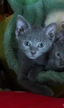 PISCES -  Domestic Short Hair Cat for Adoption in Louisville, Kentucky - PISCES | PetCurious
