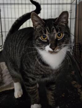 Domestic Short Hair Cats Available for Adoption in Mansfield, Connecticut - Biscuits & Gravy - Another Two-fer! | PetCurious