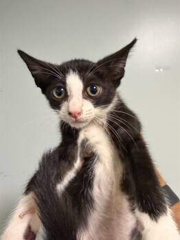 ROBBIN -  Domestic Short Hair Cat for Adoption in Doral, Florida - ROBBIN | PetCurious