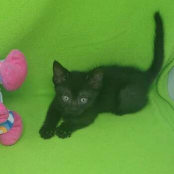 Dashi -  Domestic Short Hair Cat for Adoption in Salt Point, New York - Dashi | PetCurious