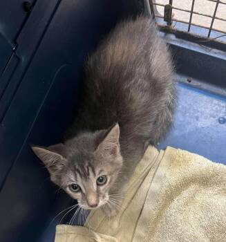 Rhaenyra -  Domestic Short Hair Cat Available for Adoption in Rockwall, Texas - Rhaenyra | PetCurious