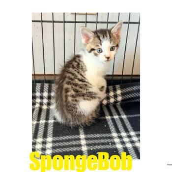SpongeBob -  Domestic Short Hair and American Shorthair Cat for Adoption in Ashland, Kentucky - SpongeBob | PetCurious
