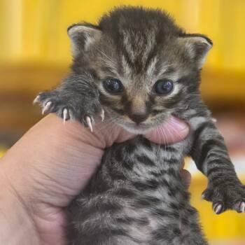 Teriyaki -  Domestic Short Hair Cat for Adoption in Chapel Hill, North Carolina - Teriyaki | PetCurious