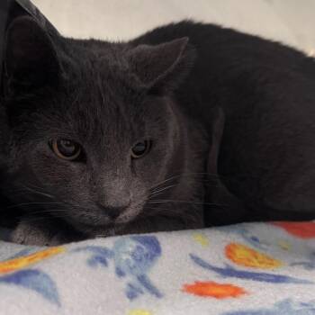 Domestic Short Hair Cats Available for Adoption - Louise | PetCurious