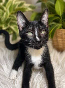 Wobbles -  Domestic Short Hair Cat for Adoption in Ocean Springs, Mississippi - Wobbles | PetCurious