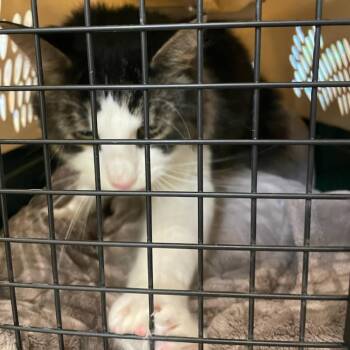Domestic Long Hair Cats Available for Adoption - Alexander The Great | PetCurious