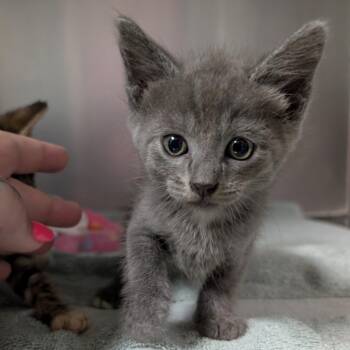 Patrick -  Domestic Short Hair Cat for Adoption in Titusville, Florida - Patrick | PetCurious