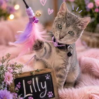 Lilly -  Domestic Short Hair Cat for Adoption in League City, Texas - Lilly | PetCurious