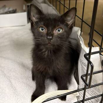 Emerald Jade Green Ball -  Domestic Short Hair Cat for Adoption in San Antonio, Texas - Emerald Jade Green Ball | PetCurious