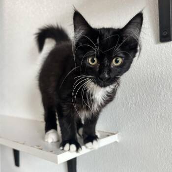 Country CI16 -  Domestic Medium Hair Cat for Adoption in Union, Missouri - Country CI16 | PetCurious
