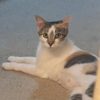 Bonnie -  Domestic Short Hair Cat for Adoption in Temecula, California - Bonnie | PetCurious