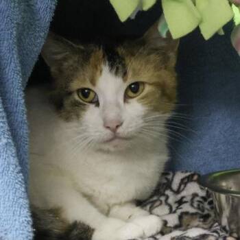 Domestic Short Hair Cats Available for Adoption - Kitty Morris | PetCurious