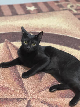 Rescue Domestic Short Hair Cats for Adoption in Greenwich Township, New Jersey - Inky | PetCurious