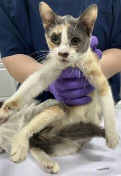 Domestic Short Hair Cats Available for Adoption - MALIBU | PetCurious