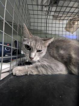 KIMMY -  Domestic Short Hair Cat for Adoption in Jacksonville, Florida - KIMMY | PetCurious