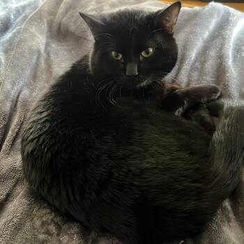 American Shorthair Cats Available for Adoption in South Elgin, Illinois - King - Home To Home | PetCurious