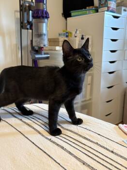 April -  Domestic Short Hair Cat for Adoption in Montclair, New Jersey - April | PetCurious