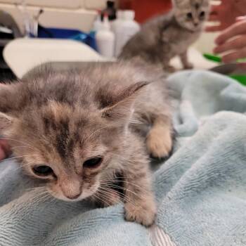 Domestic Short Hair Cats Available for Adoption in Lake Panasoffkee, Florida - Biscotti | PetCurious