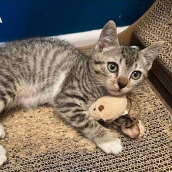 Xyla -  Domestic Short Hair Cat for Adoption in Los Angeles, California - Xyla | PetCurious